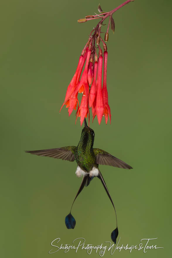 Booted racket-tail hummingbird with tail spread