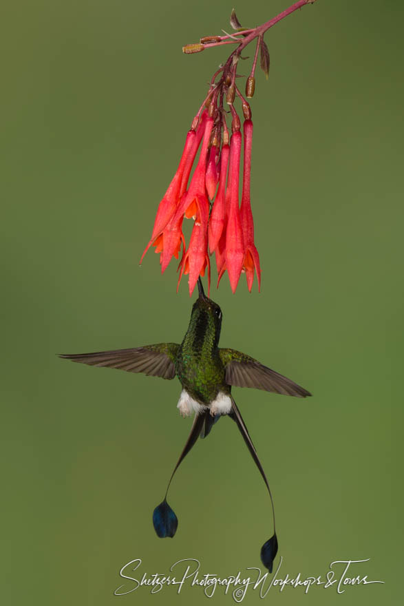 Booted racket tail hummingbird with tail spread 20150525 133402