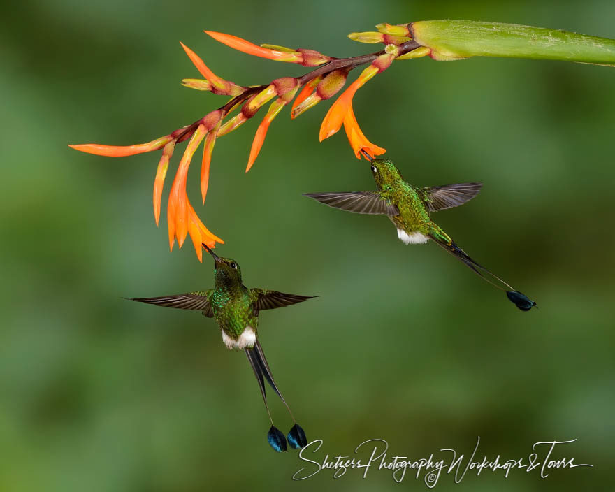 Booted racket-tail hummingbirds feed from flower