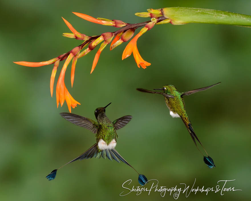 Booted racket-tail hummingbirds fight over a flower