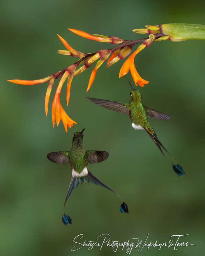 Booted racket-tail hummingbirds fight over a flower