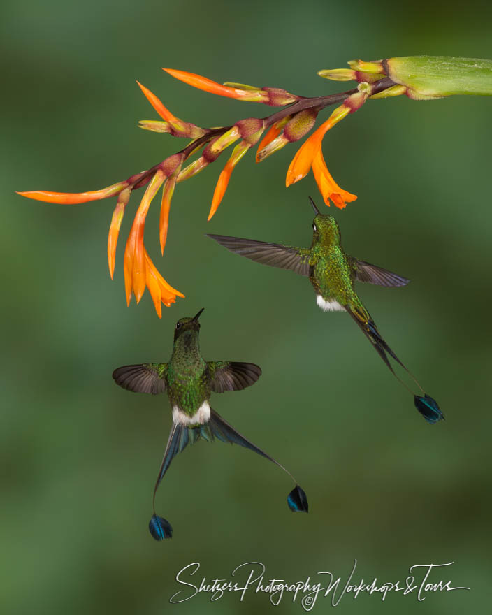Booted racket tail hummingbirds fight over a flower 20150524 141654