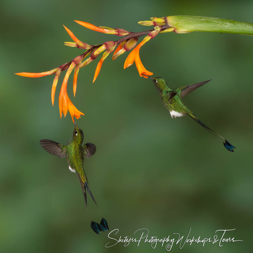 Booted racket-tail hummingbirds share a flower