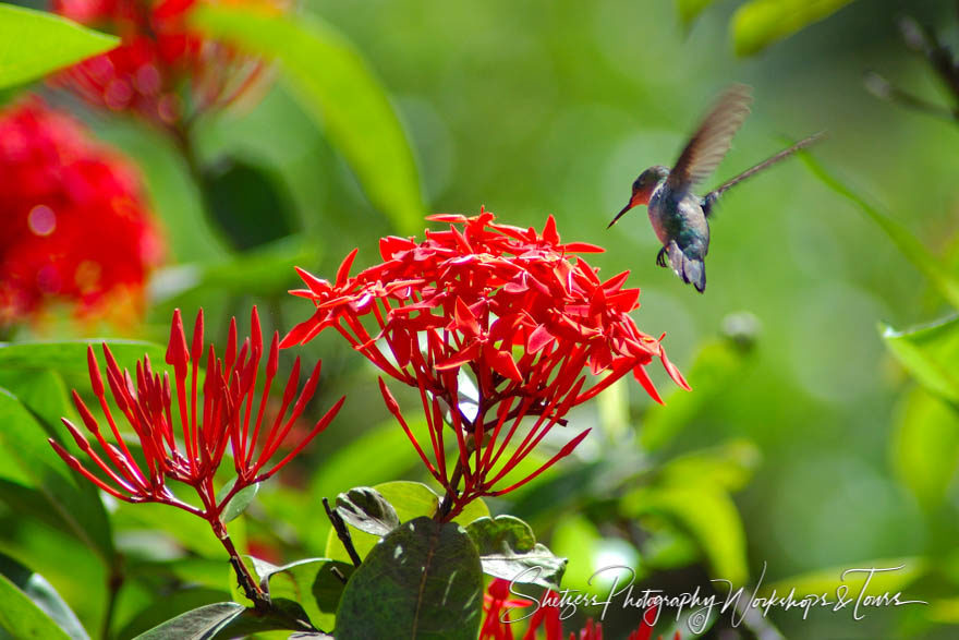 Breakfast in Flight