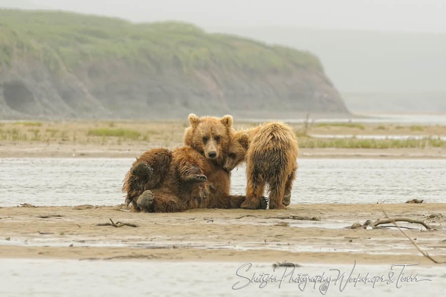 Breast feeding grizzly bear at mother’s breast