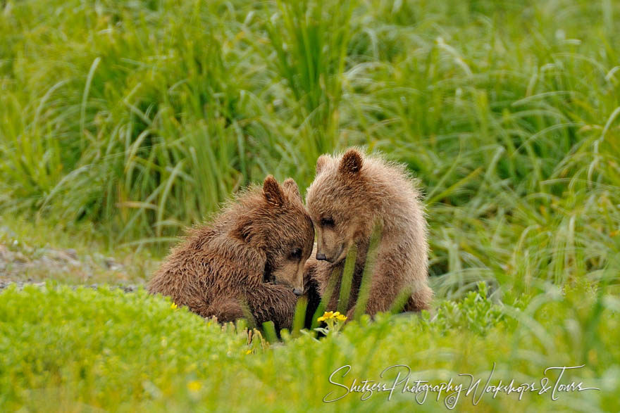 Brotherly Love.  Grizzly Bear siblings cuddle as Sow Fishes