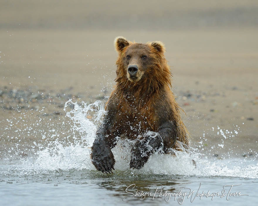 Brown Bear Chasing a Salmon