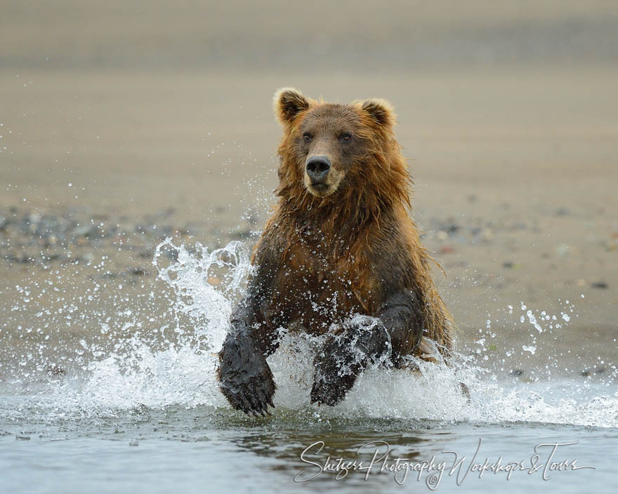 Brown Bear Chasing a Salmon 20130802 130040