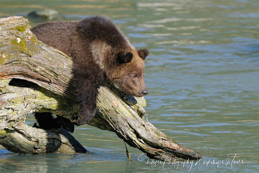 Brown Bear Cub watches fish in Alaskan River