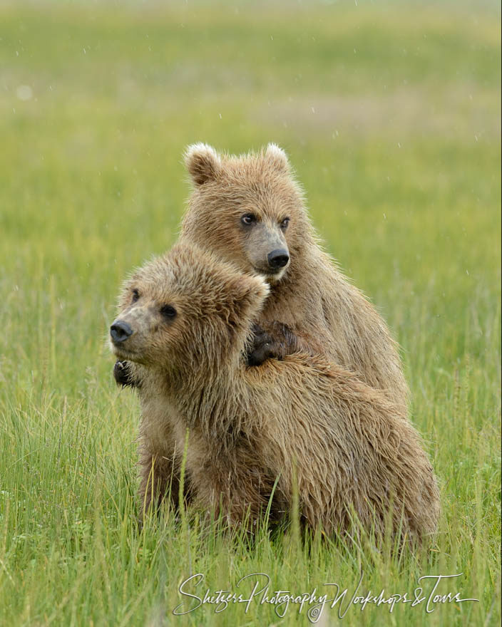 Brown Bear Cubs Wrestle