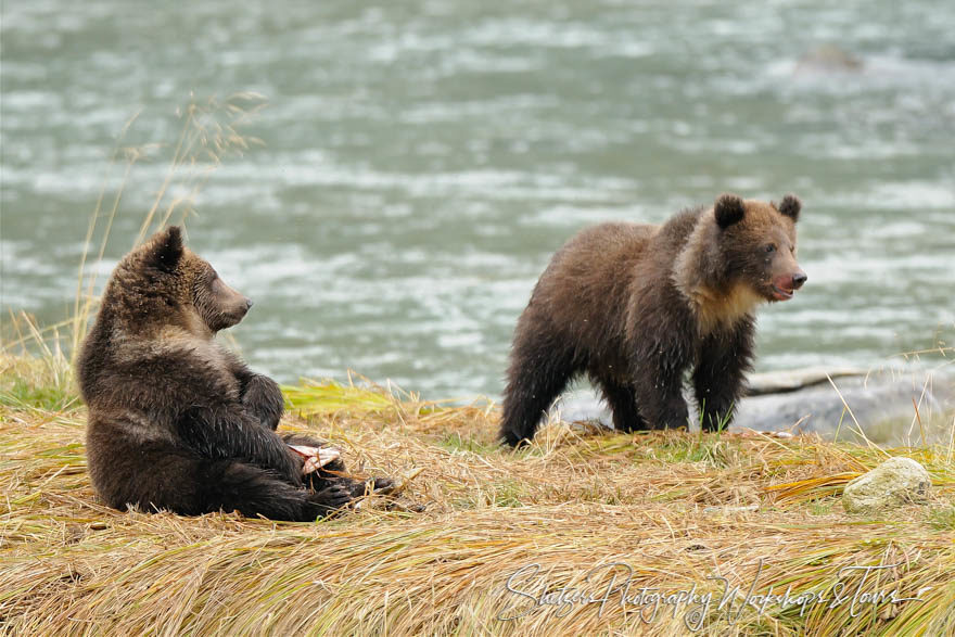 Brown Bear Cubs in Alaska