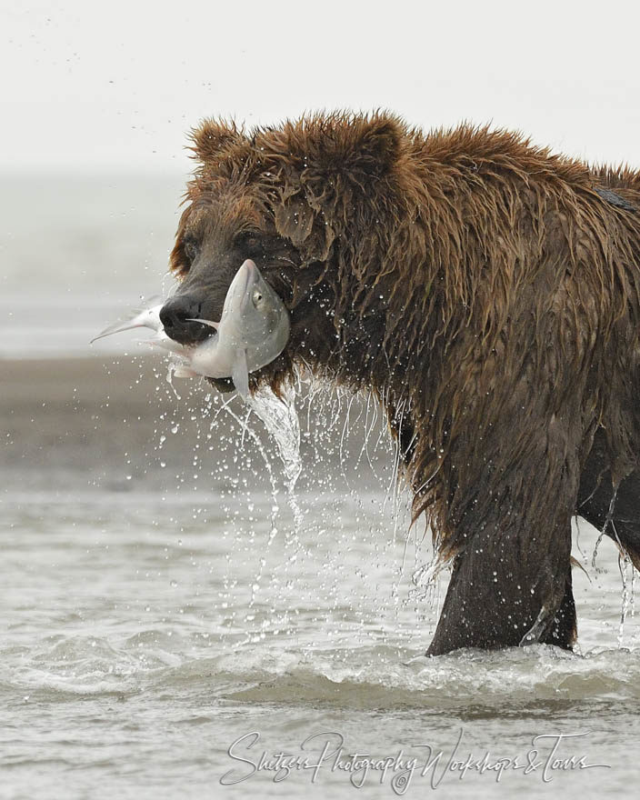 Brown Bear During Salmon Run at Lake Clark