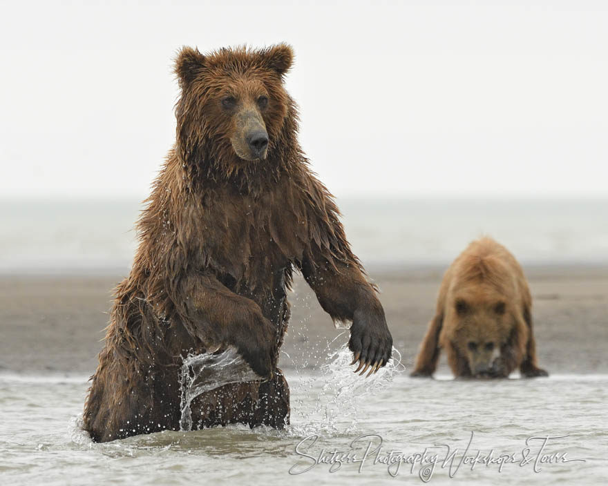 Brown Bear Fishing Silver Salmon Creek bear viewing