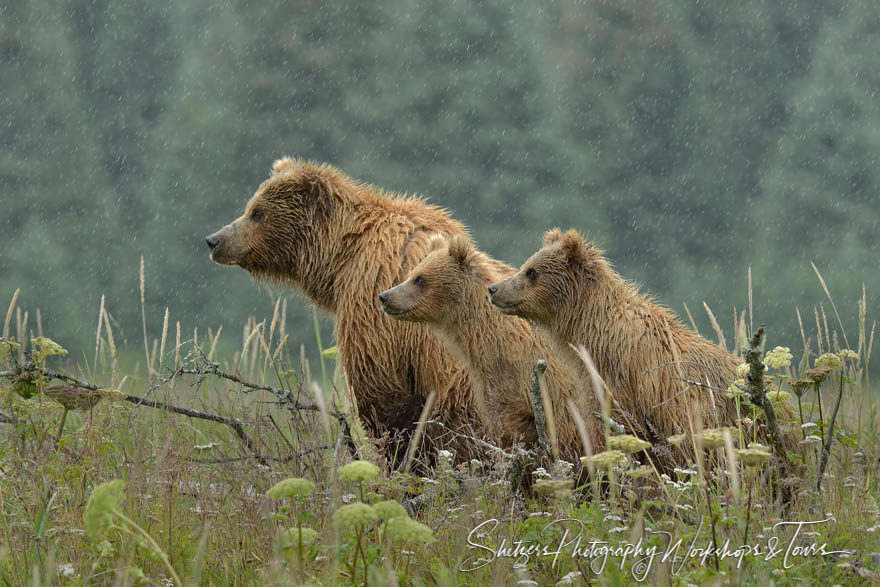 Brown Bear Sow and Two Cubs