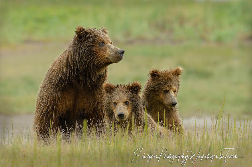 Brown Bear Sown and cubs