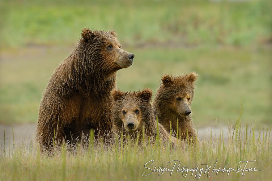 Brown Bear Sown and cubs 20150713 192811