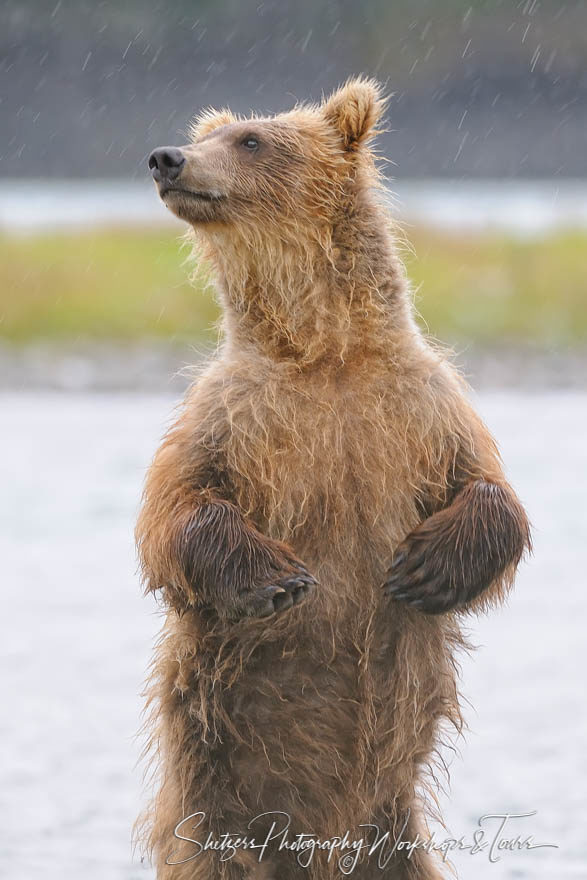 Brown Bear Stands Upright in Alaska