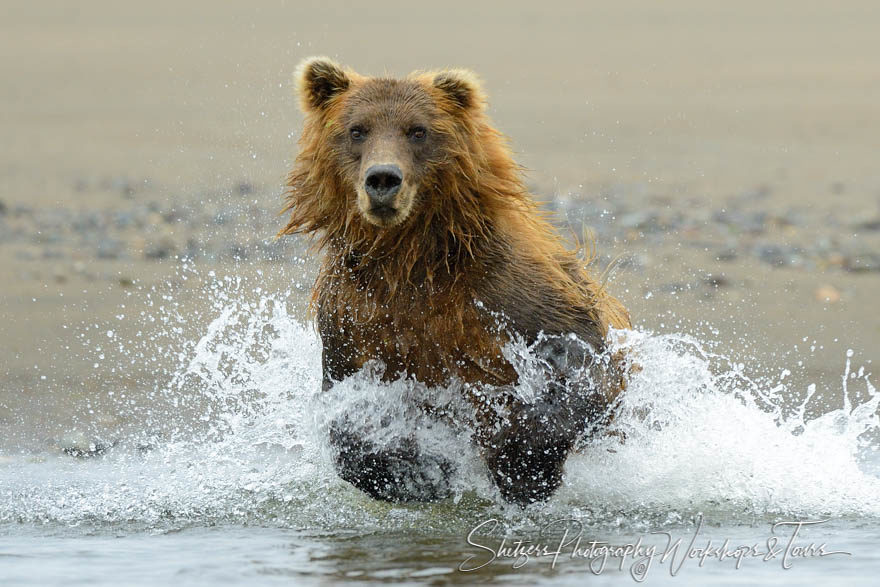 Brown Bear chasing salmon