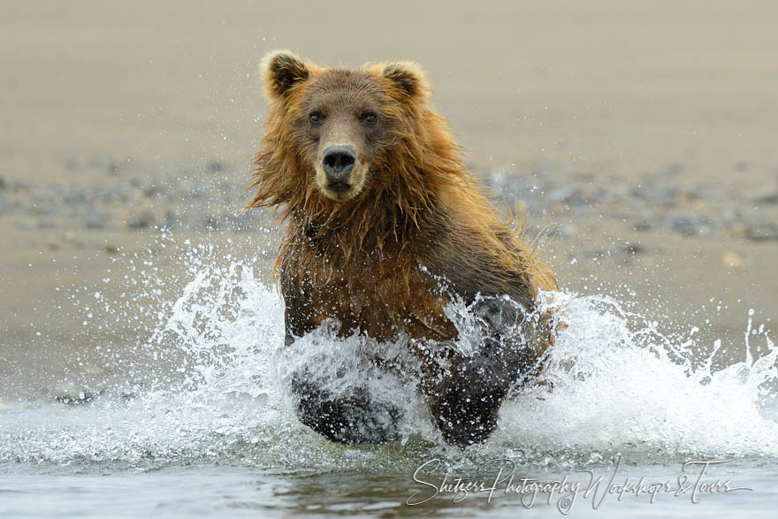 Brown Bear chasing salmon 20130802 130040