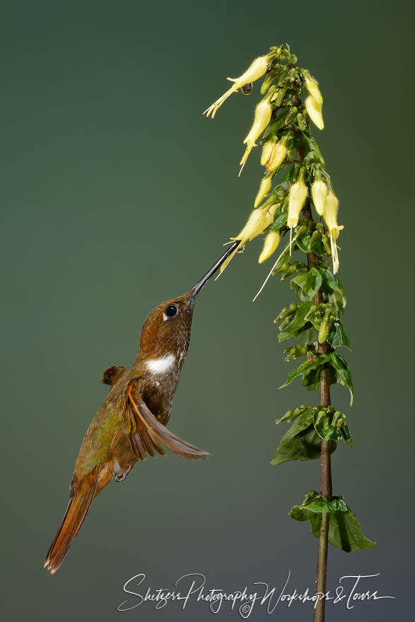 Brown Inca Hummingbird