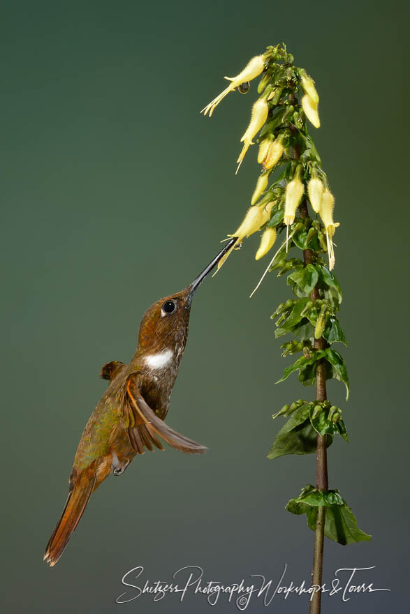 Brown Inca Hummingbird 20120605 140804