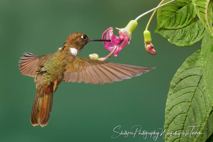 Brown Inca Hummingbird Close-up