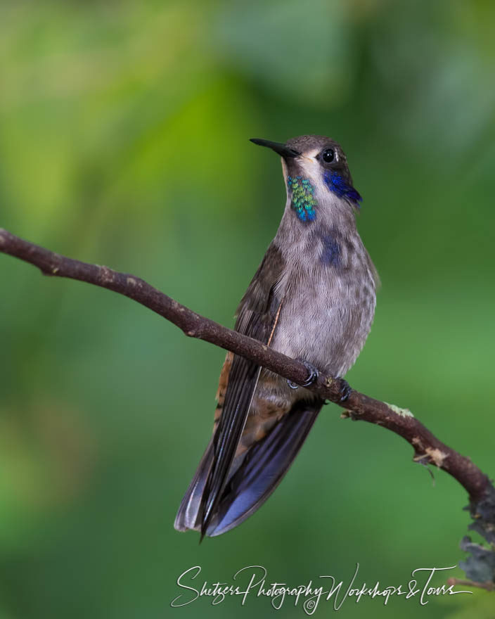 Brown Violet-ear hummingbird in Ecuador