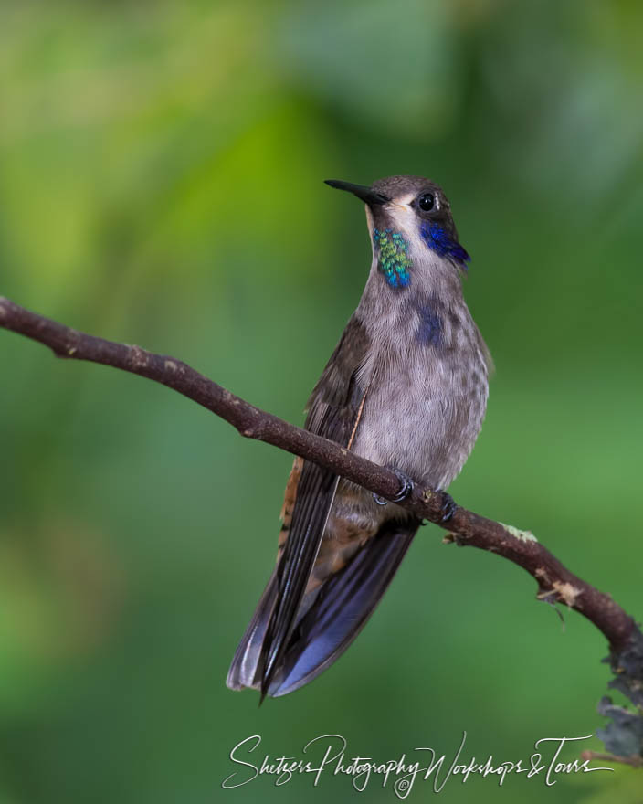 Brown Violet ear hummingbird in Ecuador 20150531 072019