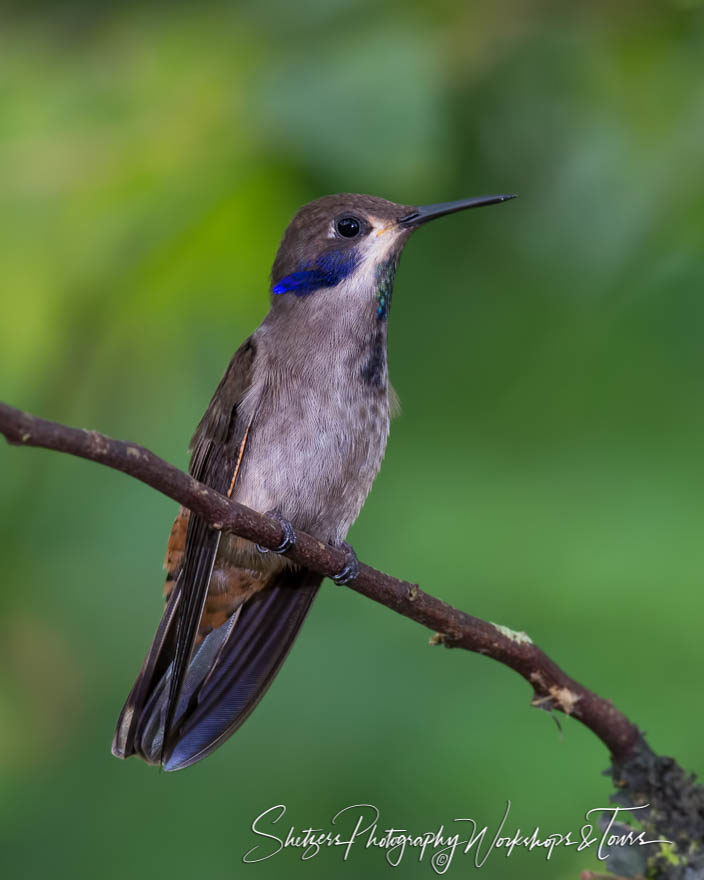 Brown Violet-ear hummingbird perched