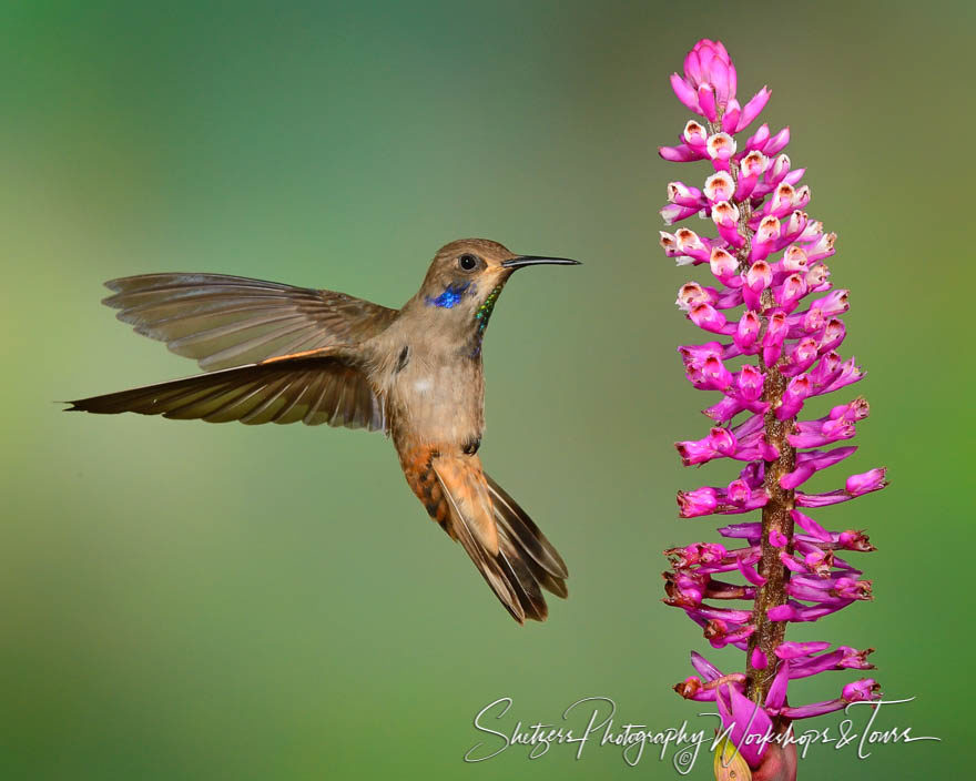 Brown Violetear Hummingbird