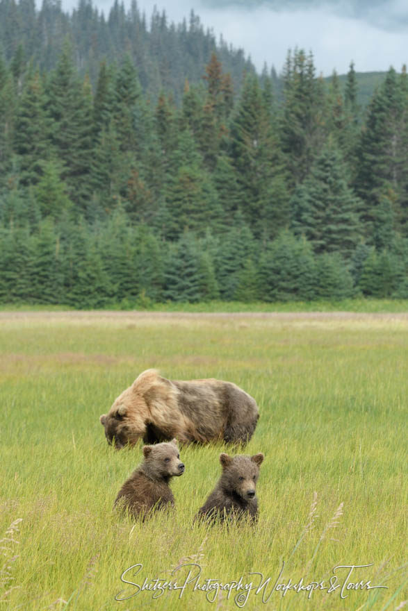 Brown bear and cubs in meadow
