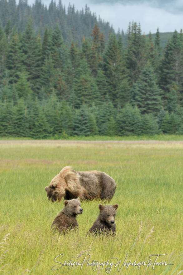 Brown bear and cubs in meadow 20170724 101808