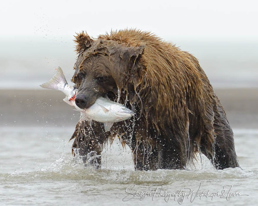 Brown bear catches salmon on Silver Salmon Creek