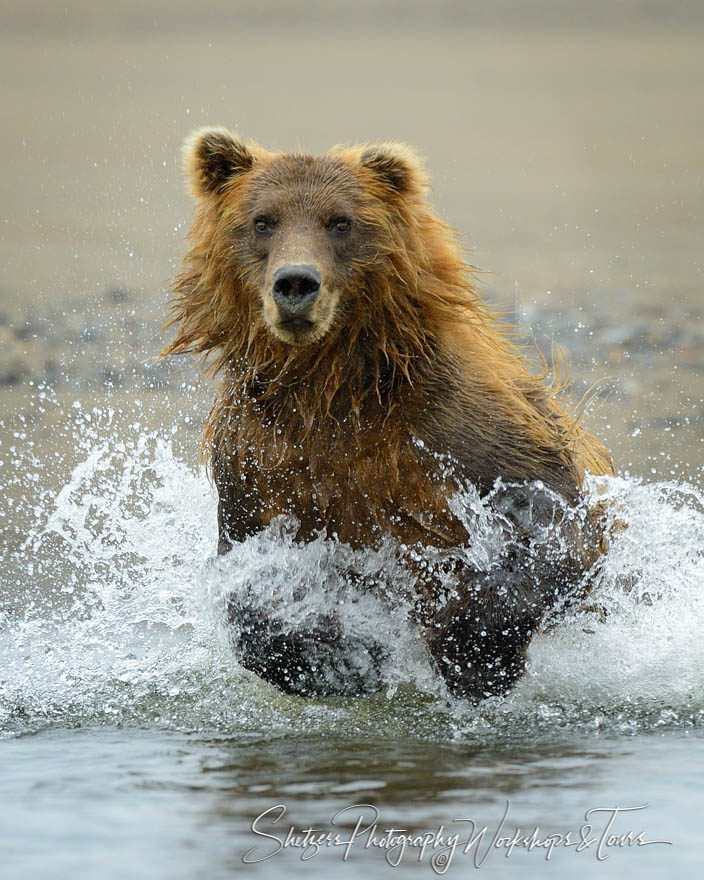 Brown bear creates a splash as it charges into the river