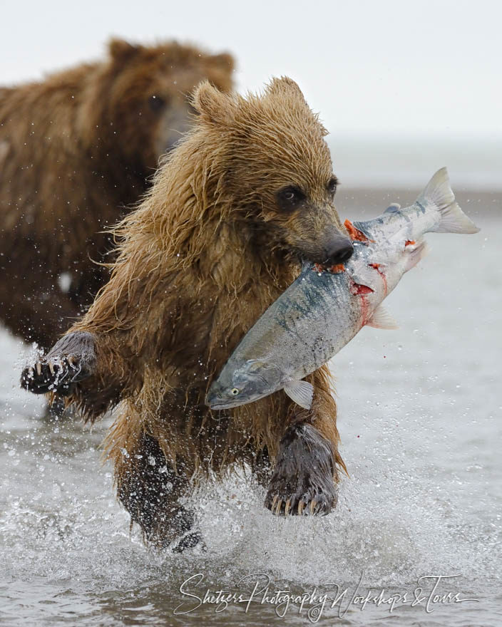 Brown bear cub steals salmon from mom