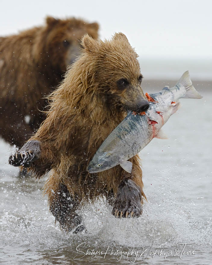 Brown bear cub steals salmon from mom 20170725 111026