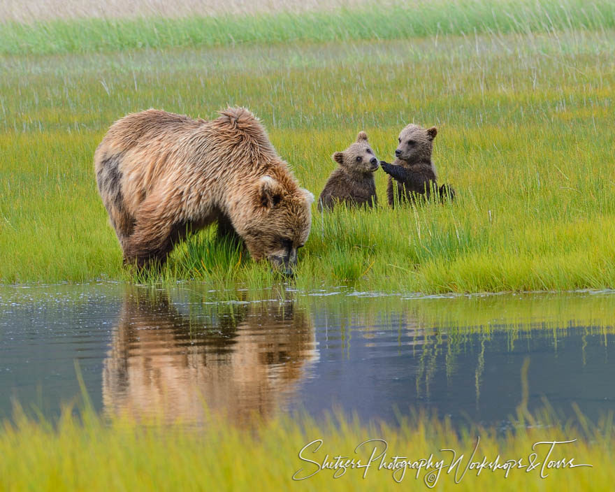 Brown bear cubs keeping an eye on momma bear