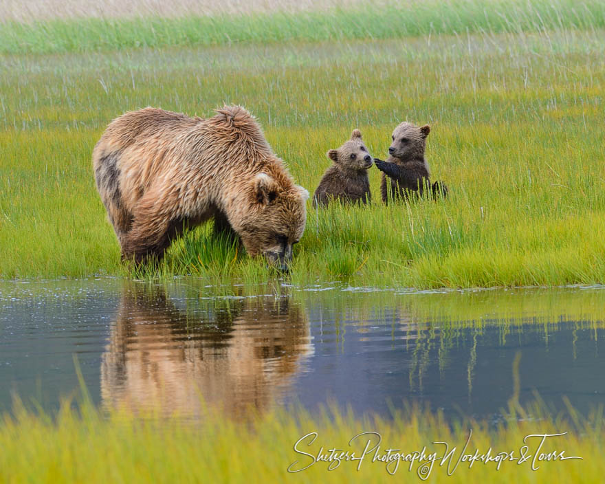 Brown bear cubs keeping an eye on momma bear 20140713 123950