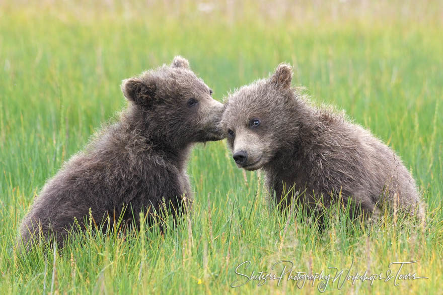 Brown bear cubs play and pull on ear – Bear Photography