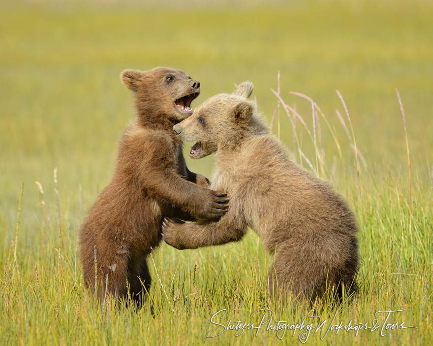 Brown bear cubs wrestle and play on hind legs