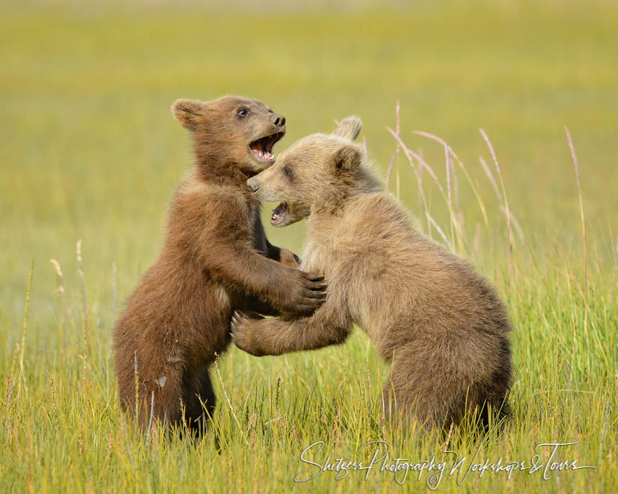 Brown bear cubs wrestle and play on hind legs 20130731 191334