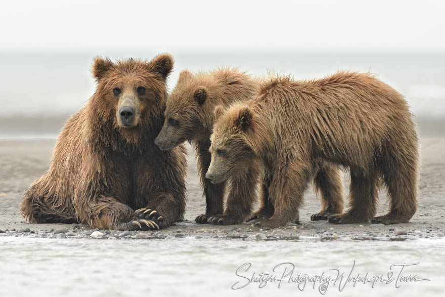Brown bear family ready for salmon