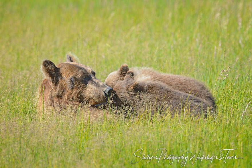 Brown bear mother feeds cubs