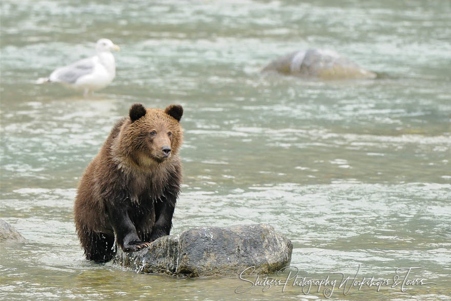 Brown bear on rock in a river
