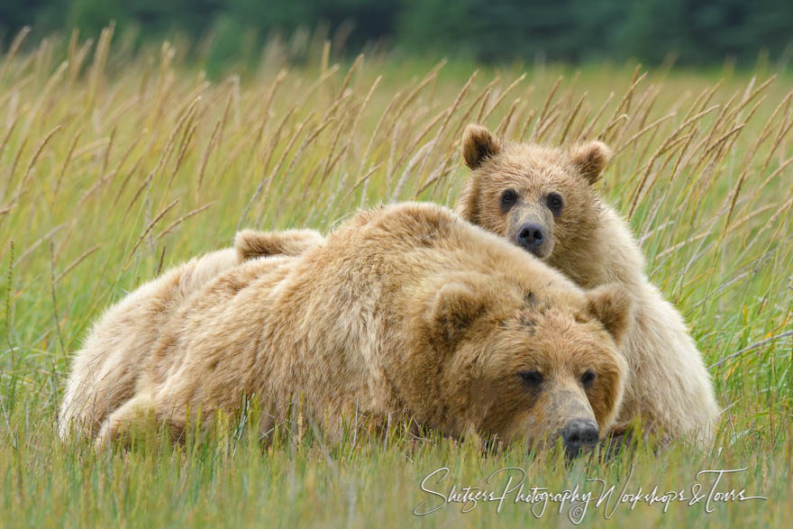 Brown bear picture of cute cub and large adult