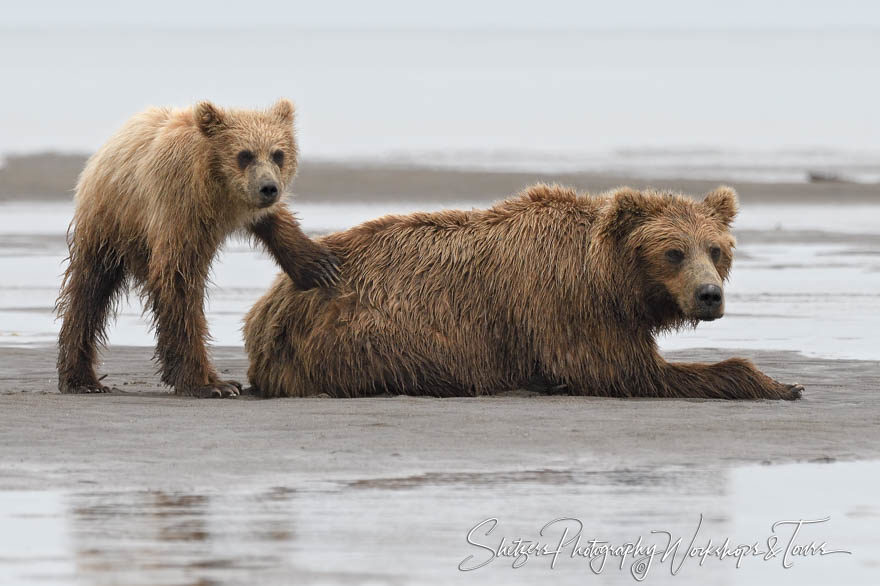 Brown bear picture of mother and cub at the beach