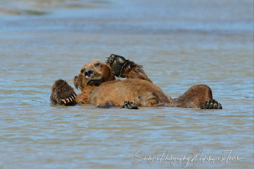 Brown bear poses in the water showing its belly