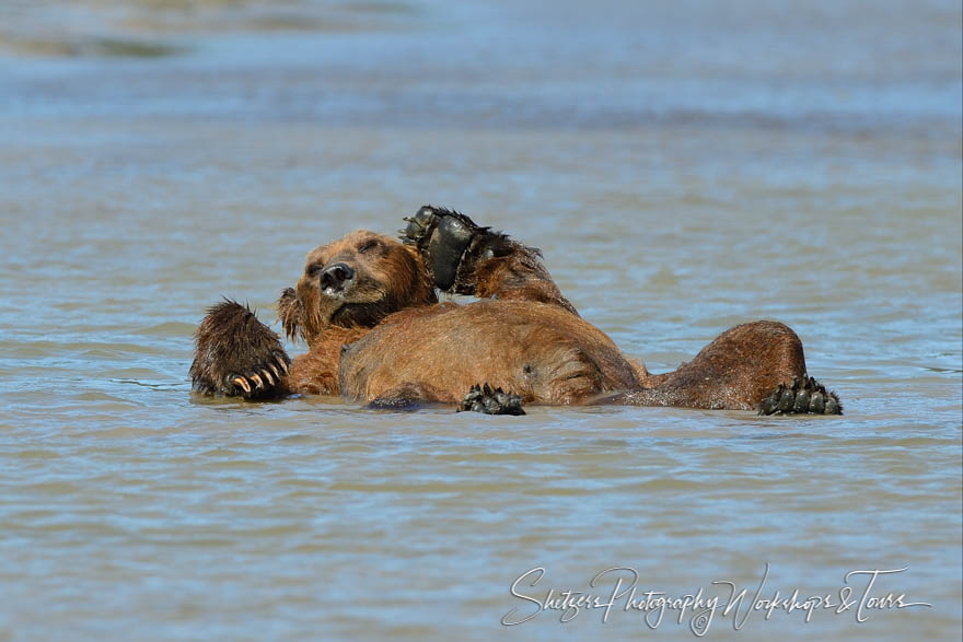 Brown bear poses in the water showing its belly 20130731 162044