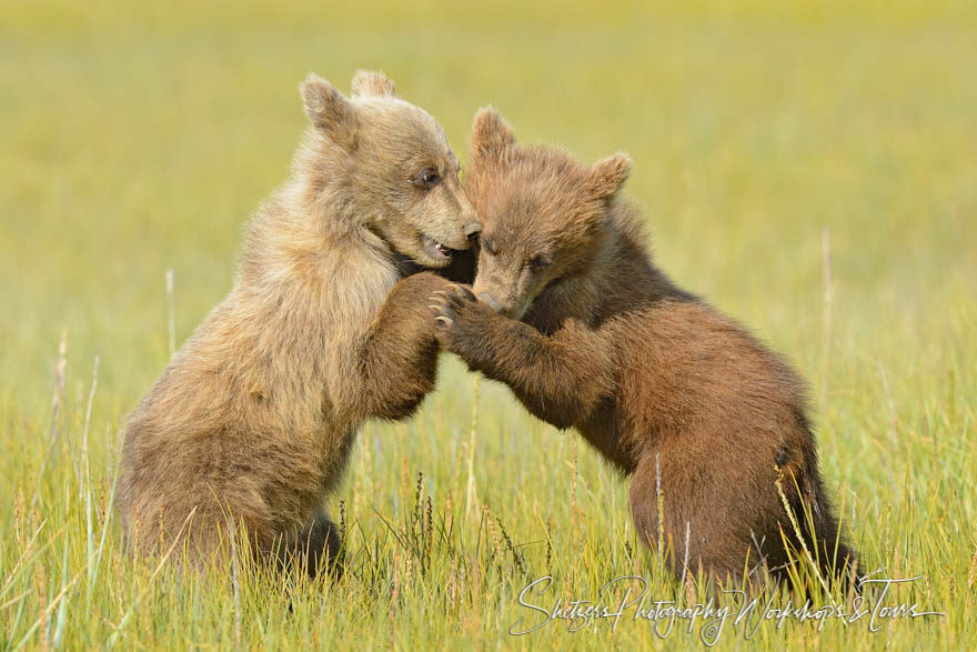 Brown bear siblings play together