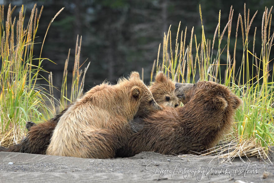 Brown bear sow nurses cubs
